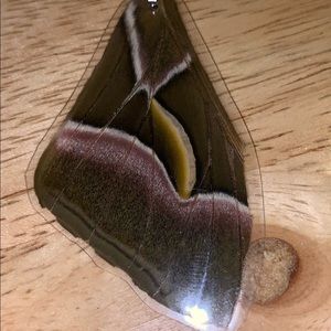 Real Atlas Moth wing pendant!